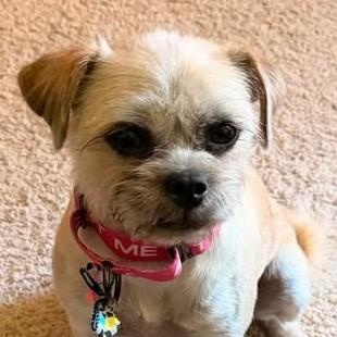 Betsy, adopted, Young Female Mixed Breed.