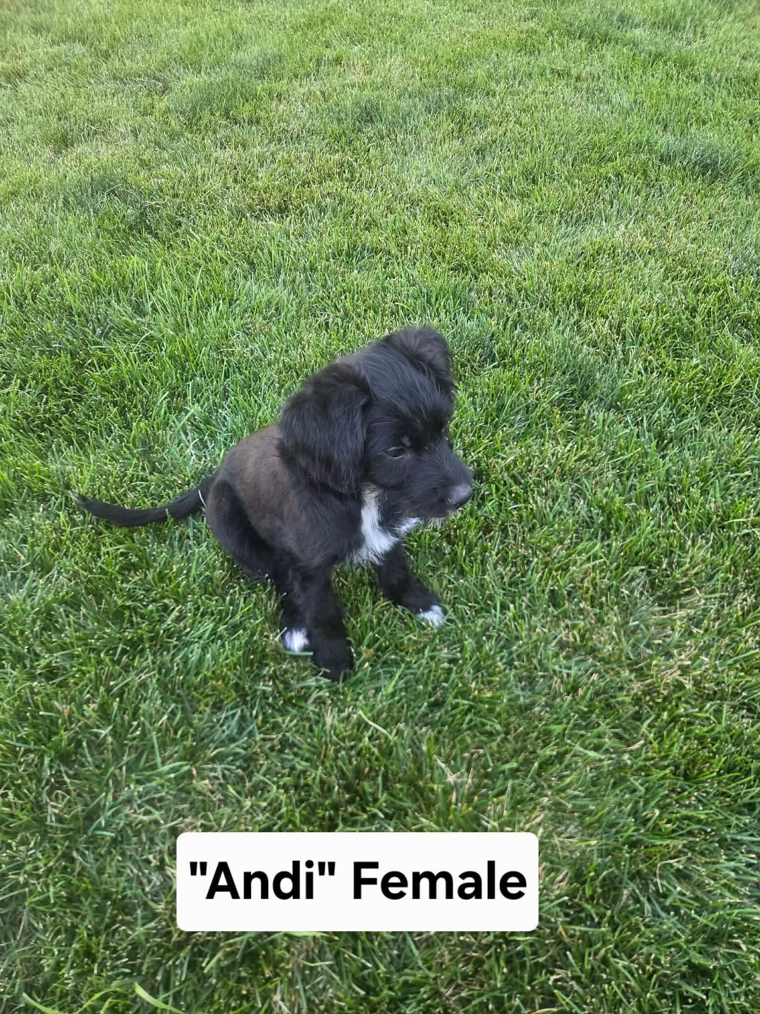 Andi, Adoptable, Puppy Female Australian Cattle Dog / Blue Heeler & Poodle.