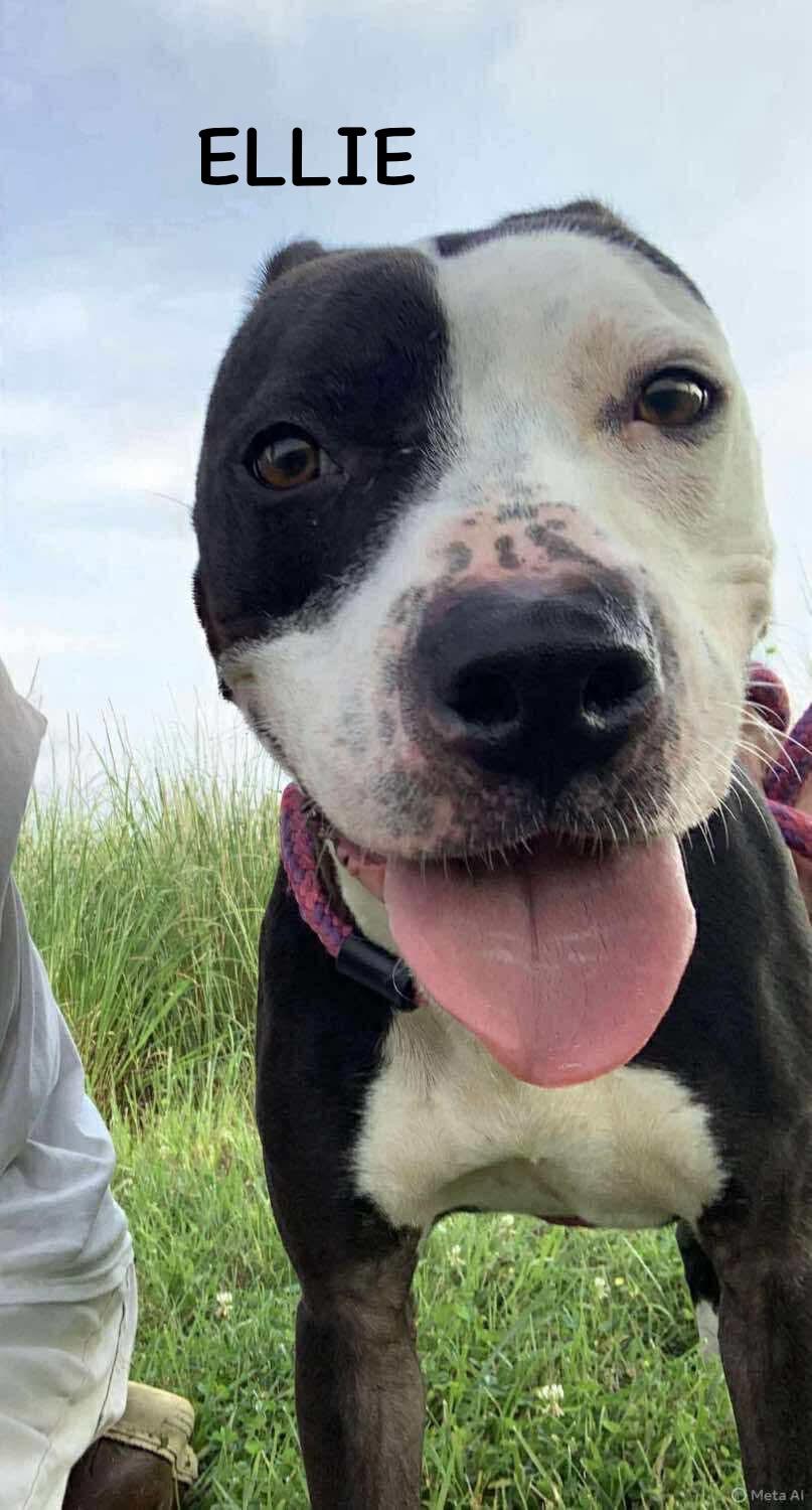 ELLIE 4