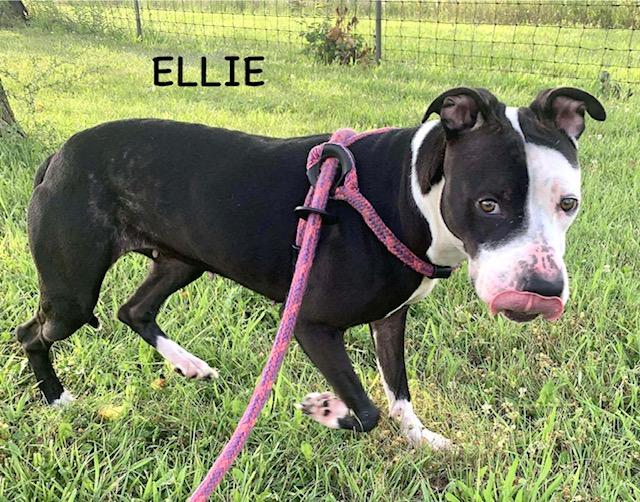 ELLIE 2