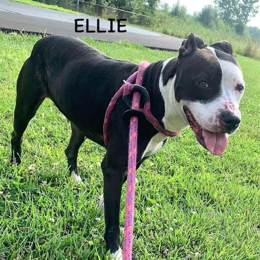 ELLIE
