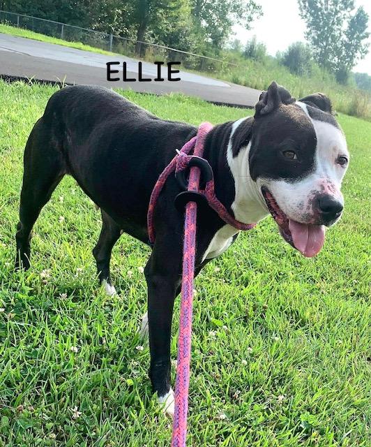 ELLIE 6