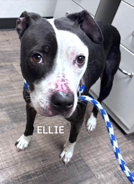 ELLIE 5