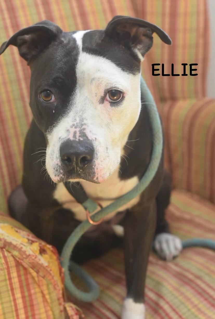 Ellie thumbnail 6