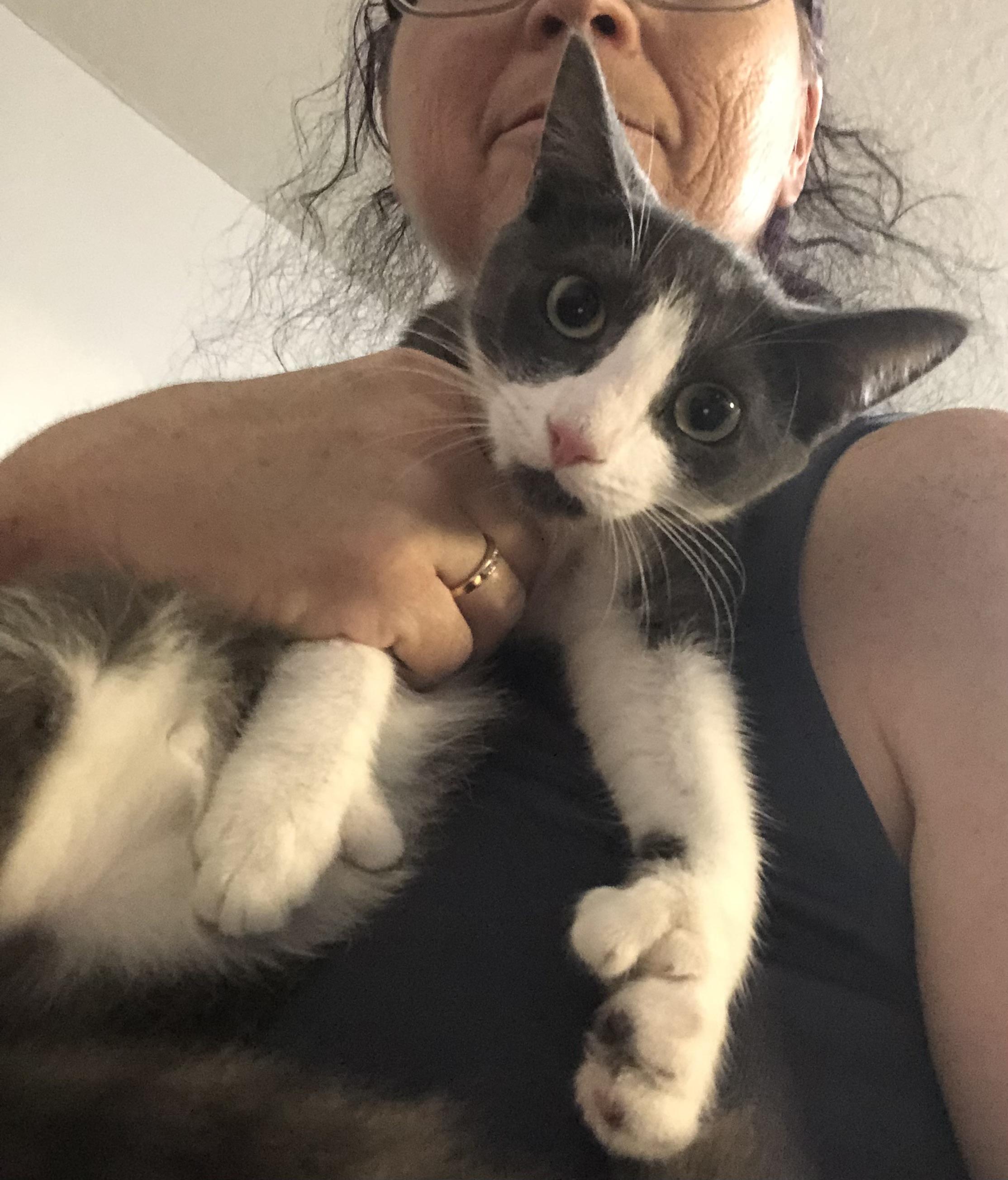 Enlarge Gracie POLYDACTYL, a Adoptable Domestic Short Hair in Ormond beach, FL image 1/1