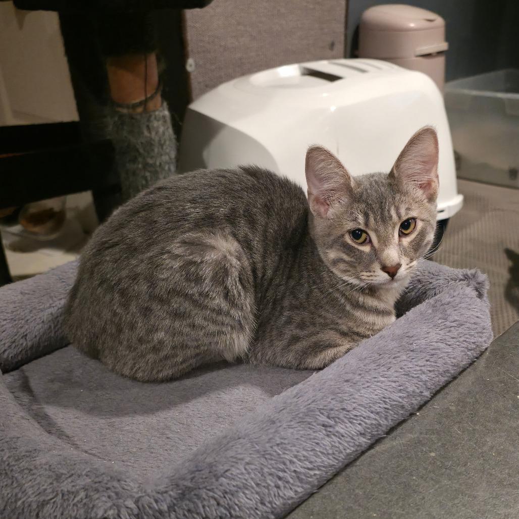 Mason, Adoptable, Young Male Domestic Short Hair.