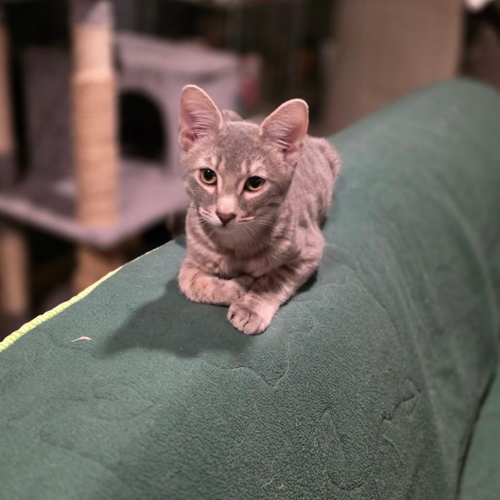 Mason, a Adoptable Domestic Short Hair in Kansas City, MO image 2/3