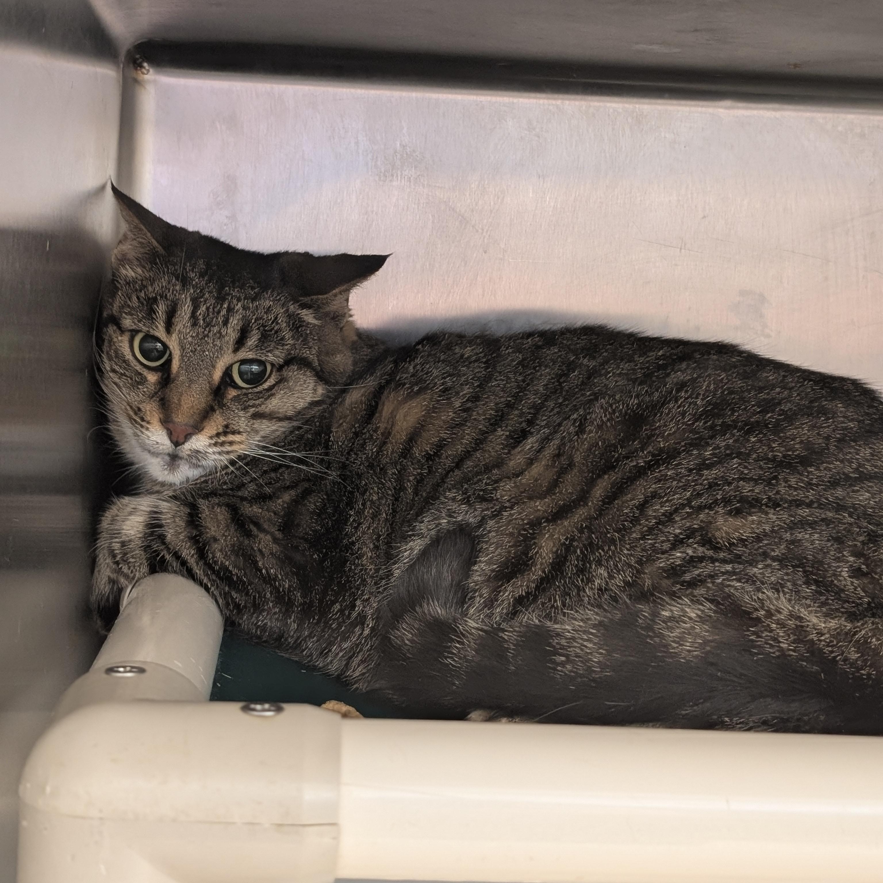 Bonnie, a ADOPTABLE Domestic Short Hair in St. Augustine, FL image 2/2