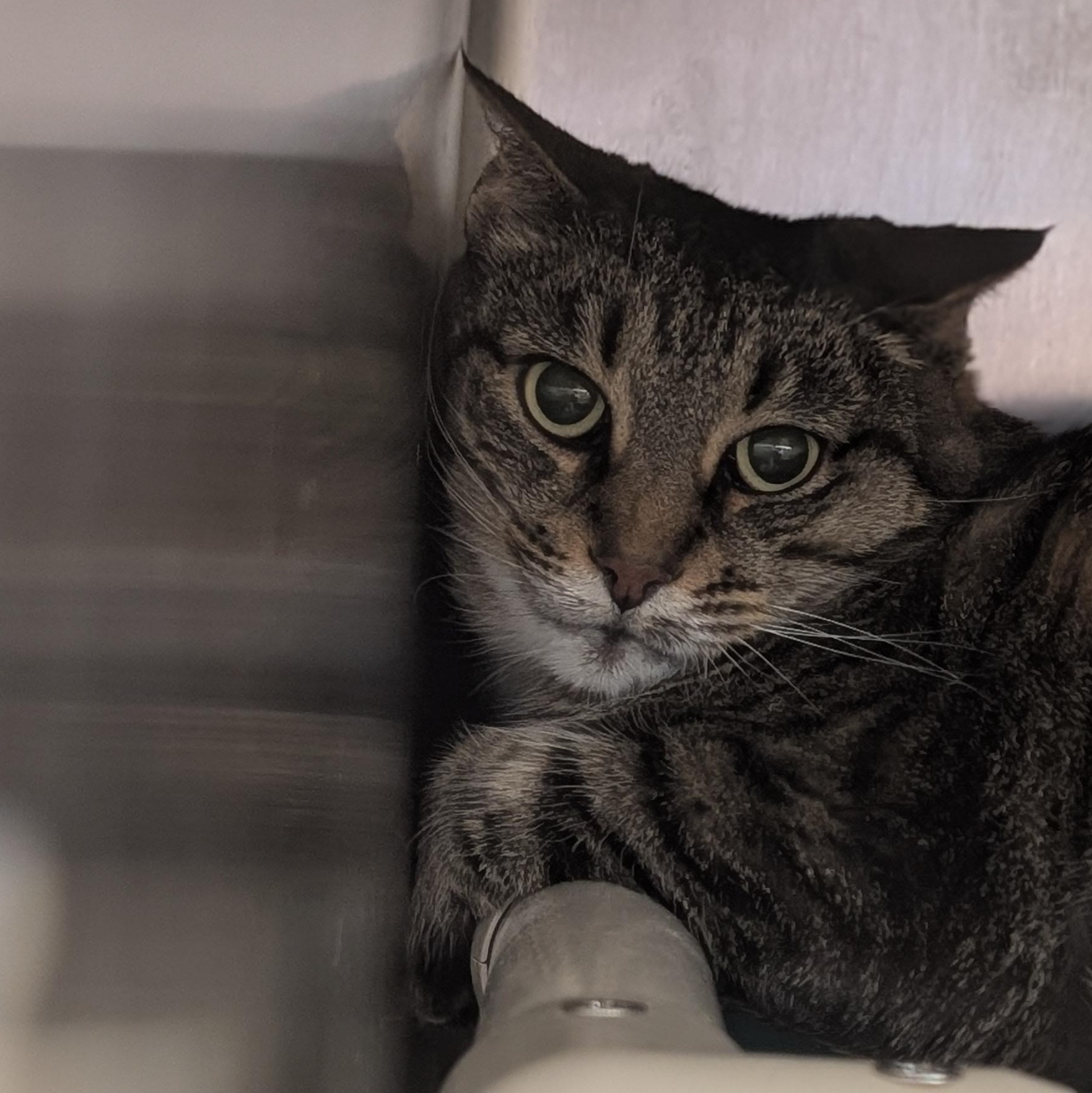 Bonnie, ADOPTABLE, Adult Female Domestic Short Hair.