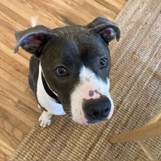 GIGI, Adoptable, Adult Female Pit Bull Terrier.