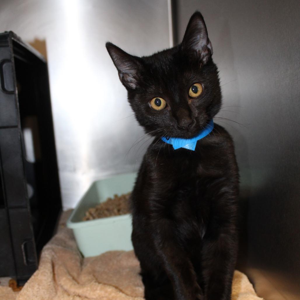 Enlarge Beetee, a Adoptable Domestic Short Hair in Auburn, AL image 1/2