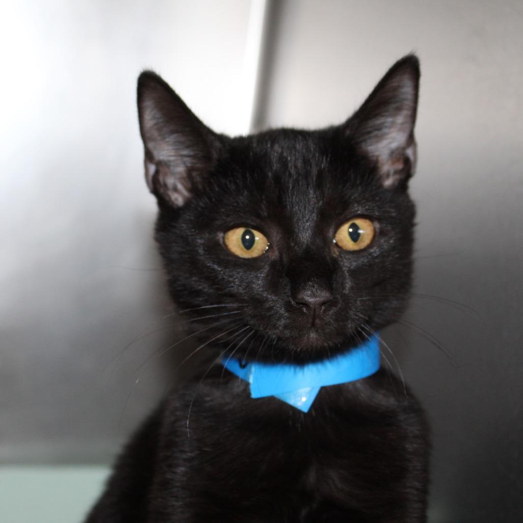 Enlarge Beetee, a Adoptable Domestic Short Hair in Auburn, AL image 2/2