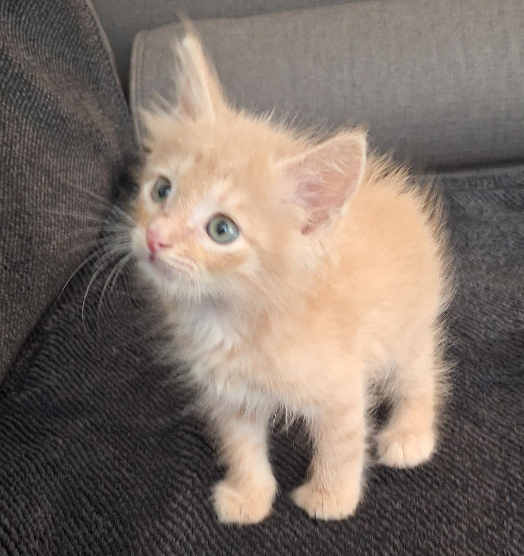Enlarge PHOENIX - OUR WARRIOR (OUT OF TOWN), an adopted mixed breed in New York, NY image 2/5