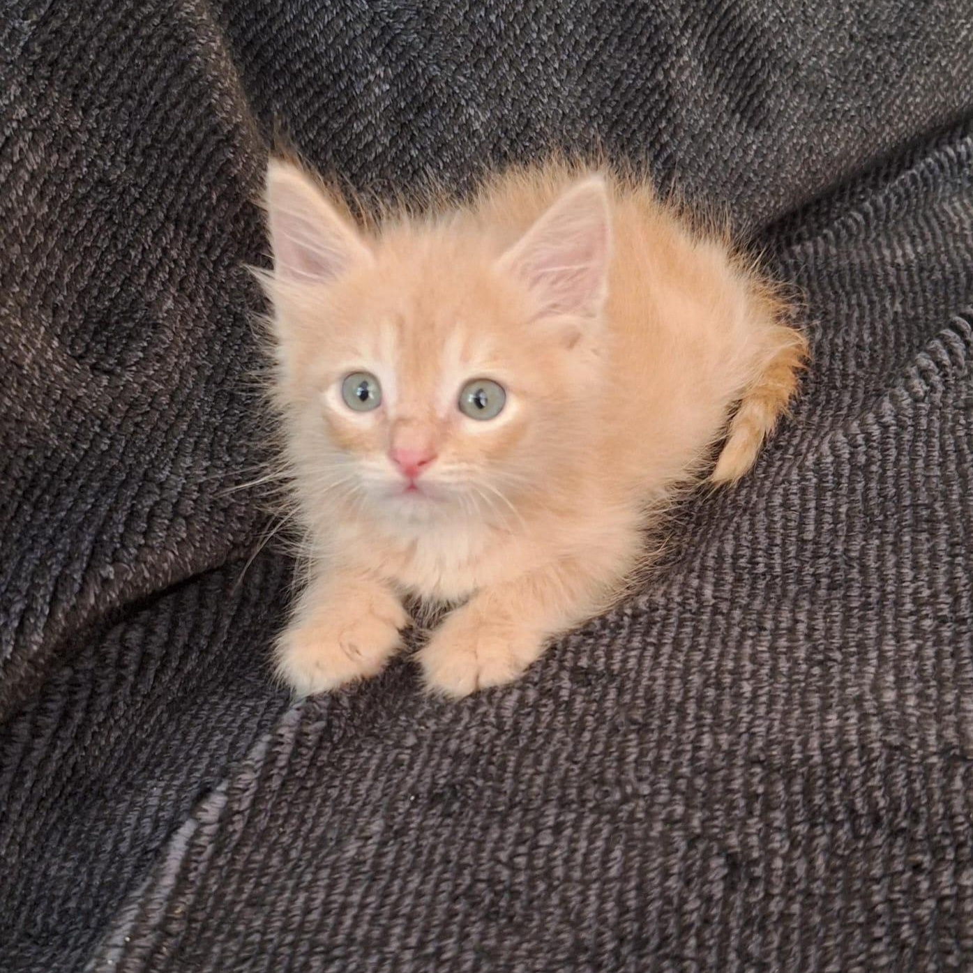 PHOENIX - OUR WARRIOR (OUT OF TOWN), adopted, Kitten Male Tabby.