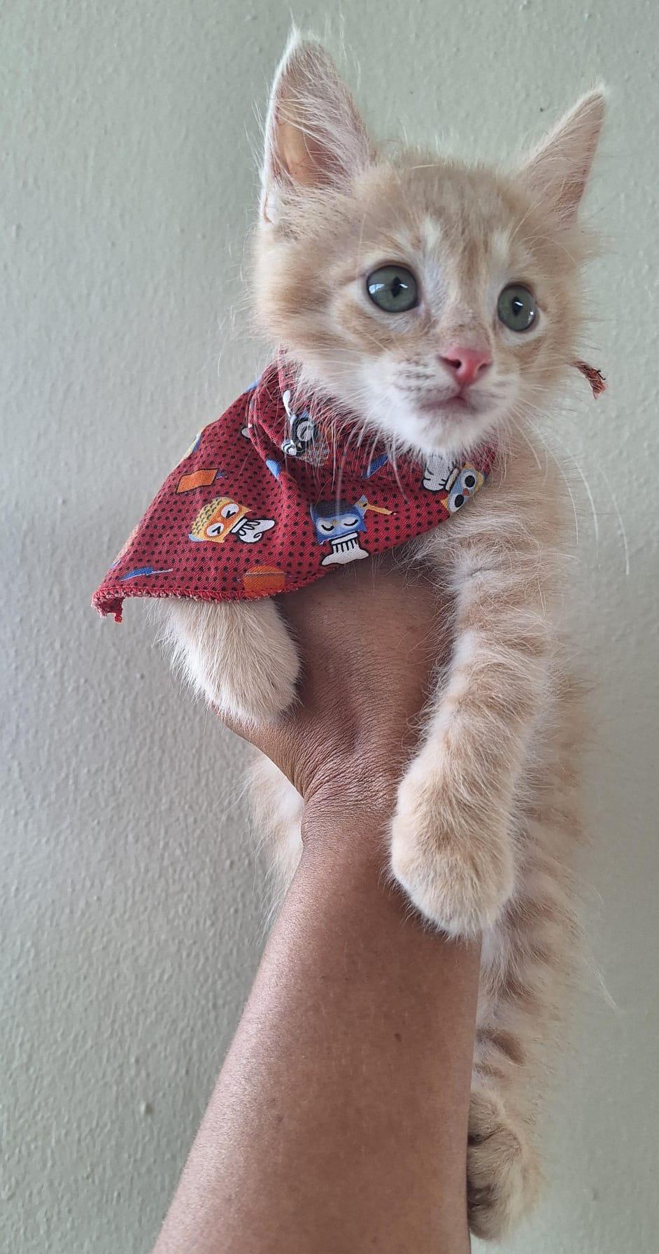 Enlarge PHOENIX - OUR WARRIOR (OUT OF TOWN), an adopted mixed breed in New York, NY image 5/5