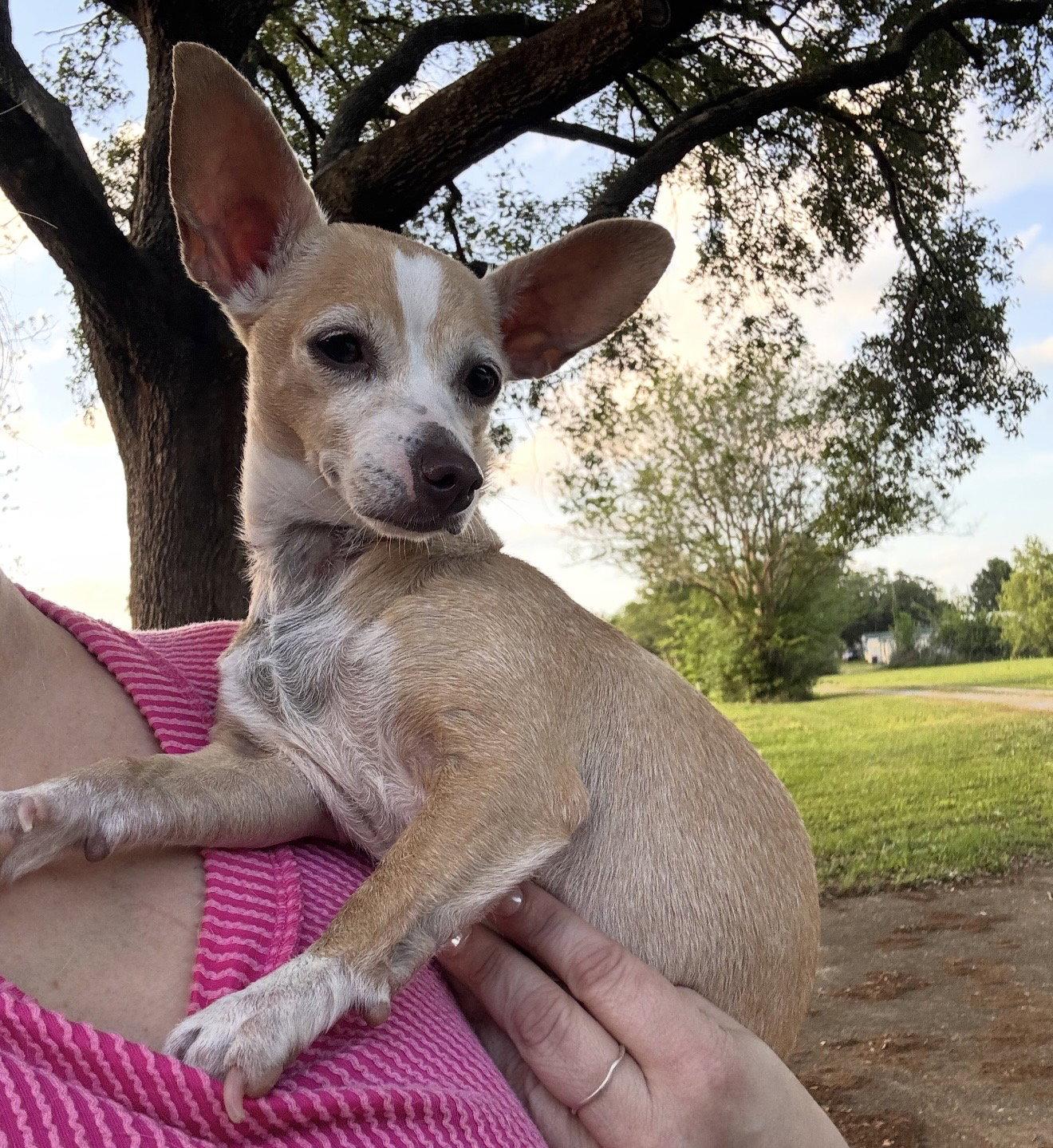 Bubbles - those ears!, Adoptable, Adult Female Chihuahua & Dachshund.