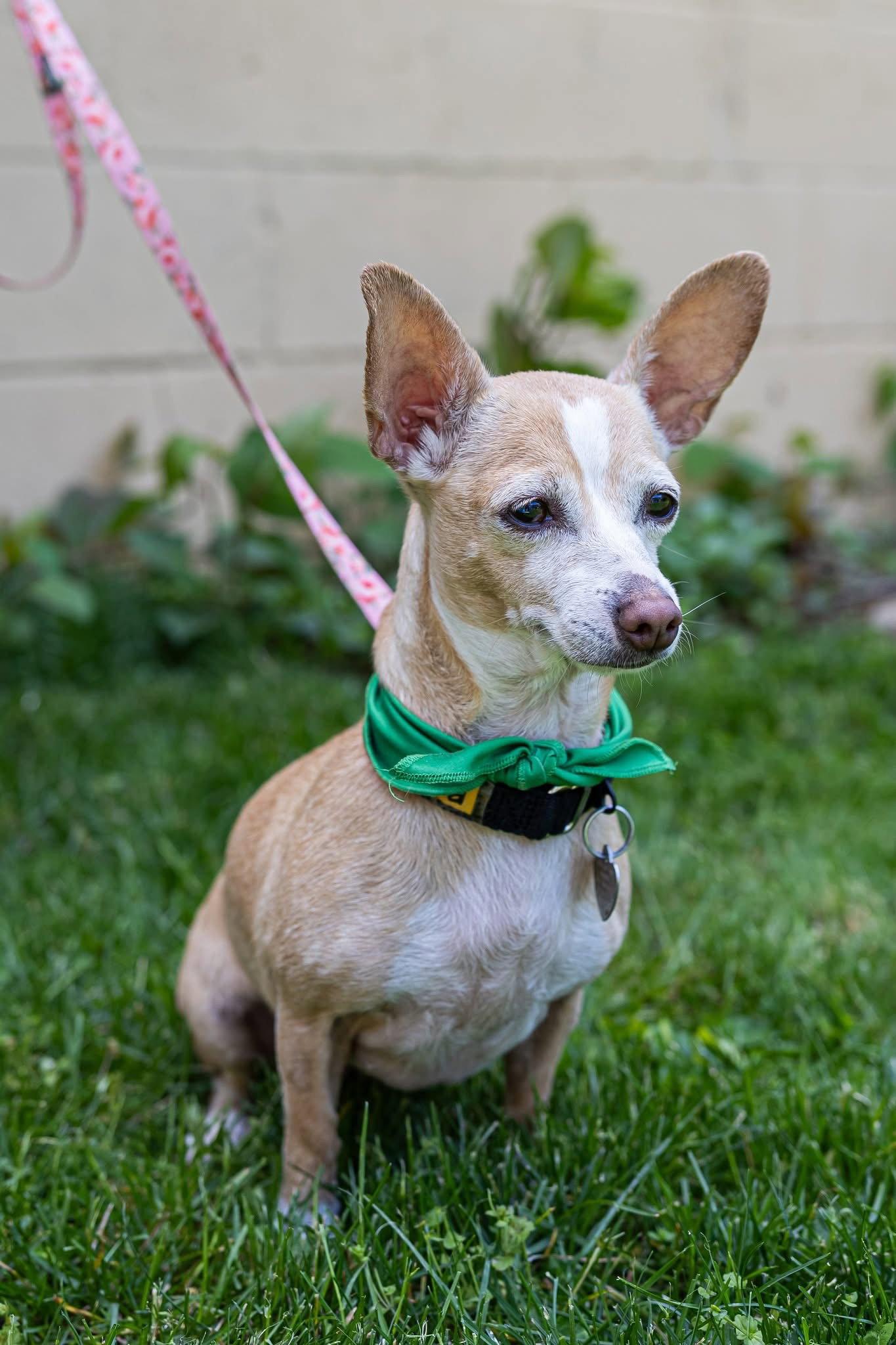 Bubbles - those ears!, Adoptable, Adult Female Chihuahua & Dachshund.