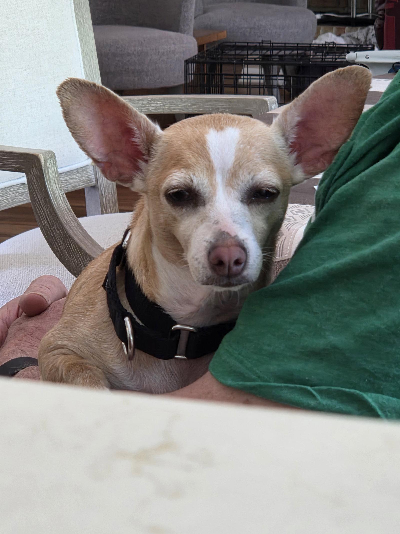 Bubbles - those ears!, a Adoptable mixed breed in Oakhurst, NJ image 2/3