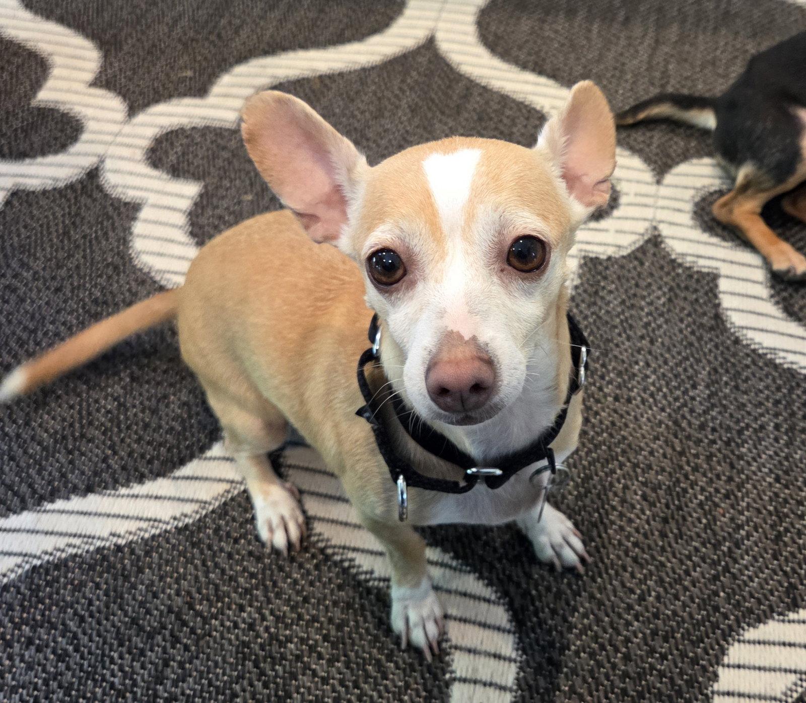 Bubbles - those ears!, a Adoptable mixed breed in Oakhurst, NJ image 3/3