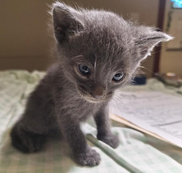 Richie, Adoptable, Kitten Male Domestic Short Hair.