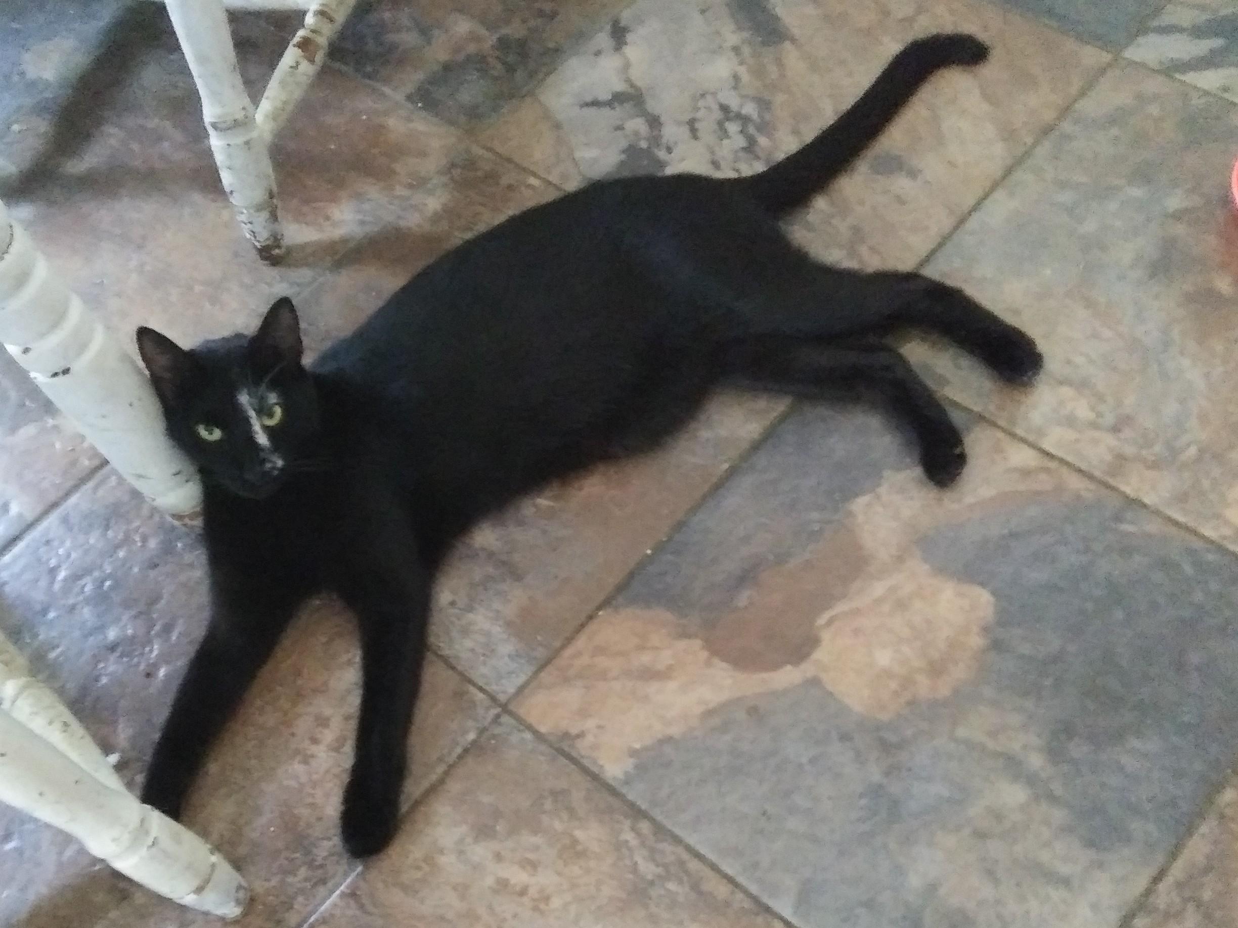 Marty, an adoptable Domestic Short Hair in Port Wentworth, GA image 2/2