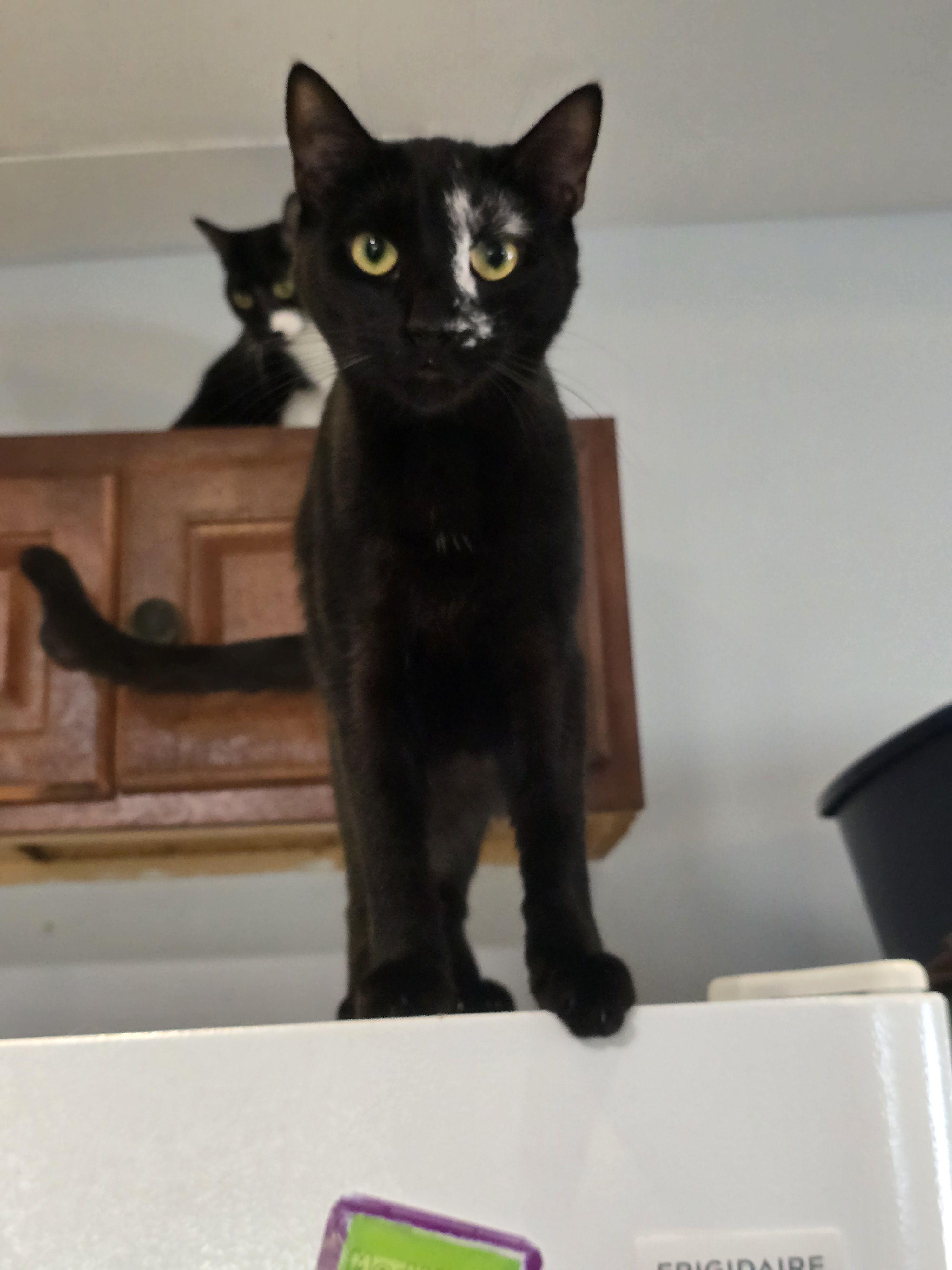 Marty, Adoptable, Adult Male Domestic Short Hair.