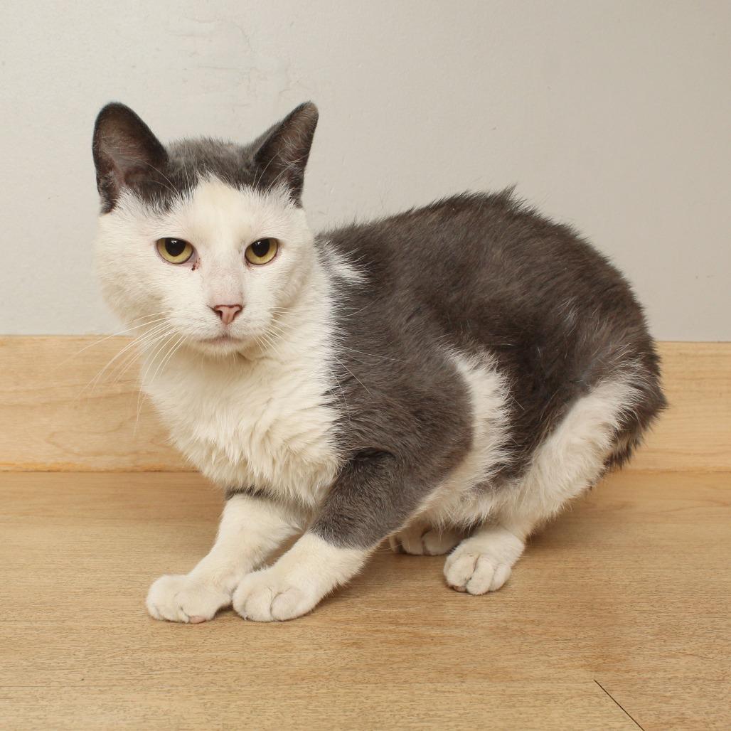 Ross C70086, Adoptable, Adult Male Domestic Short Hair.