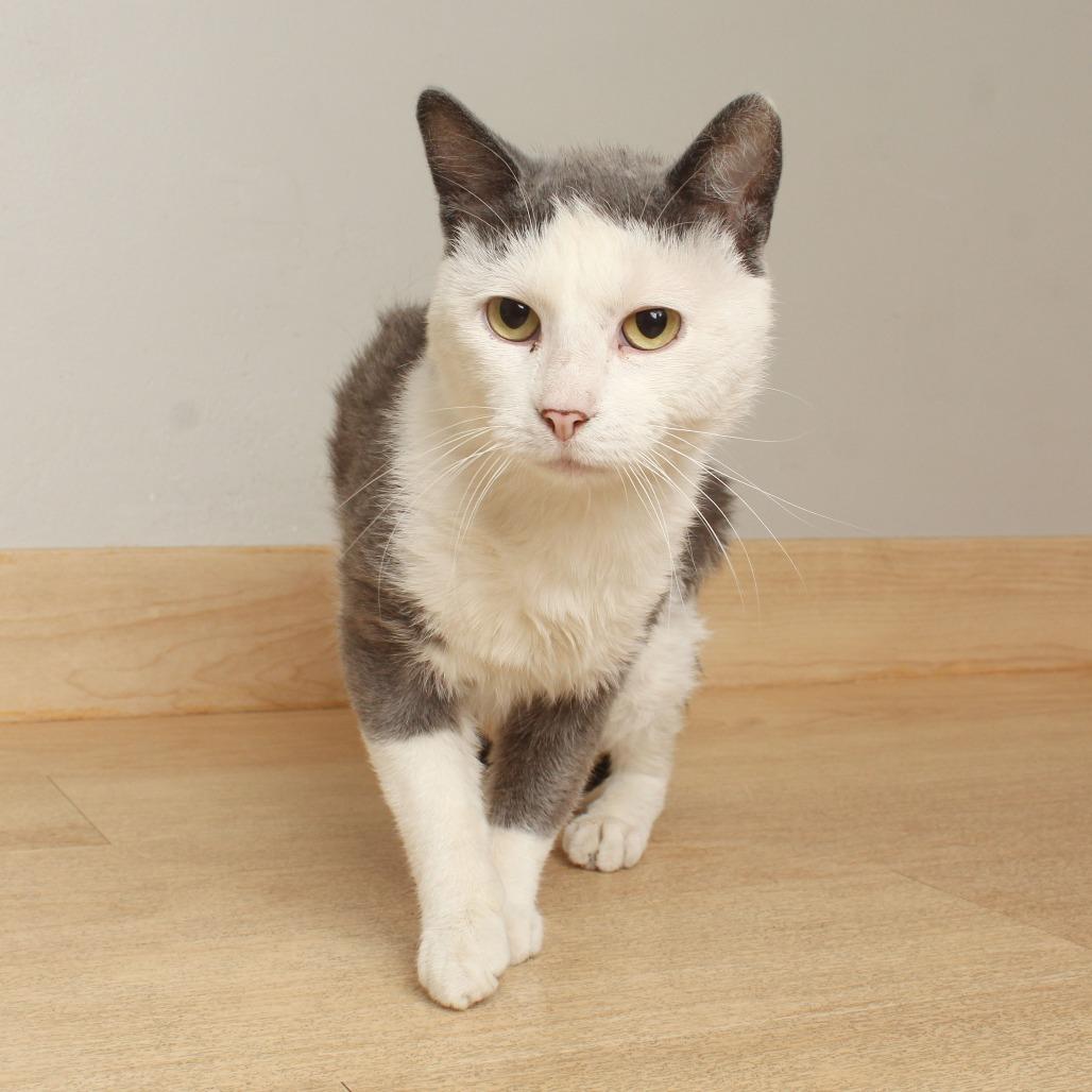 Enlarge Ross C70086, a Adoptable Domestic Short Hair in Minnetonka, MN image 2/2