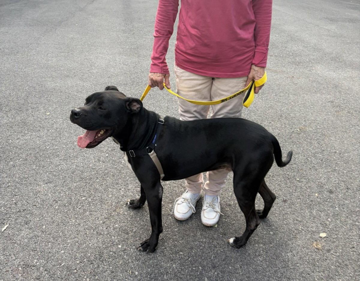 CHRIS, Adoptable, Adult Male Boxer & Labrador Retriever.