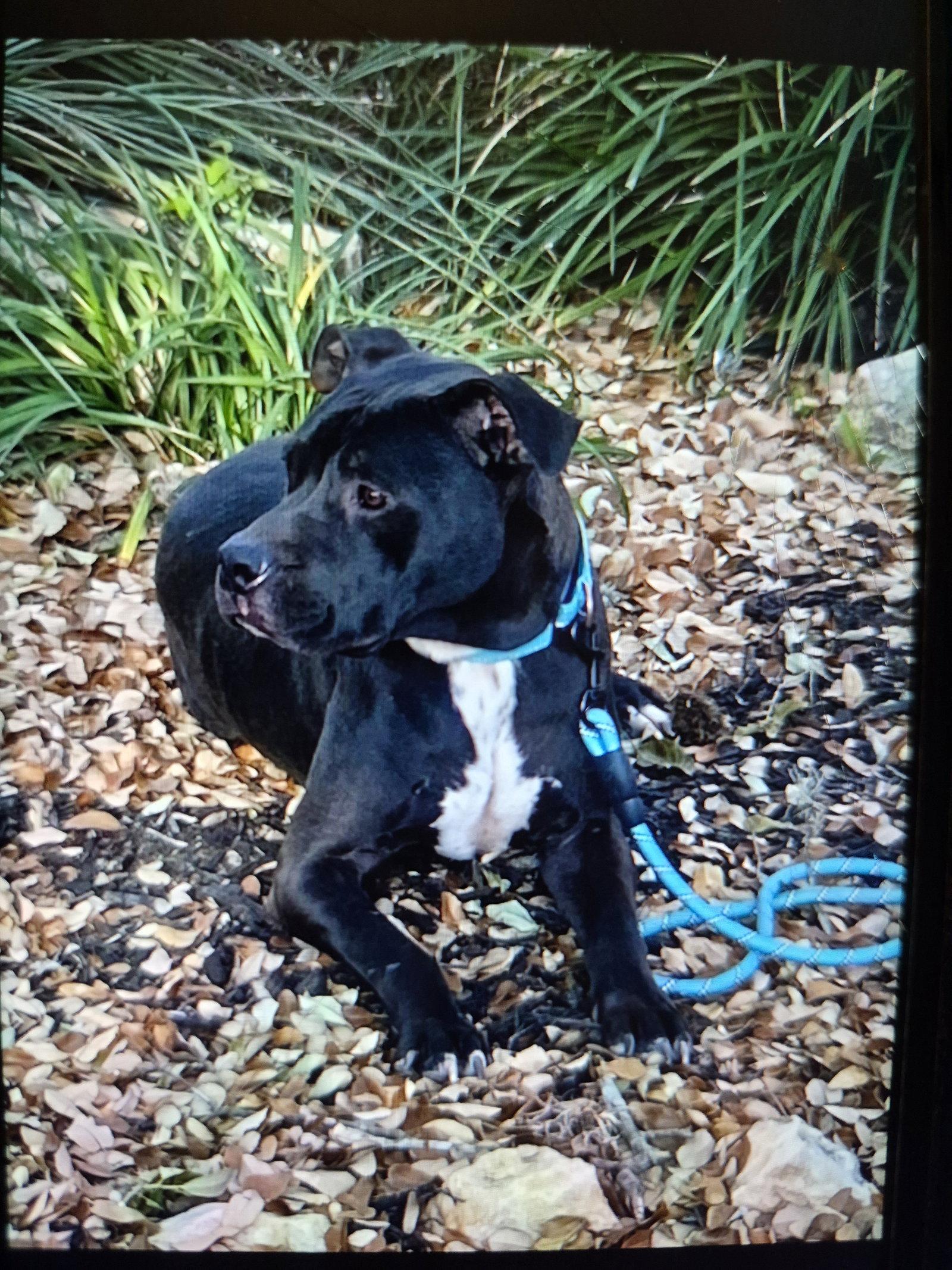 Enlarge CHRIS, a Adoptable mixed breed in San Antonio, TX image 2/2