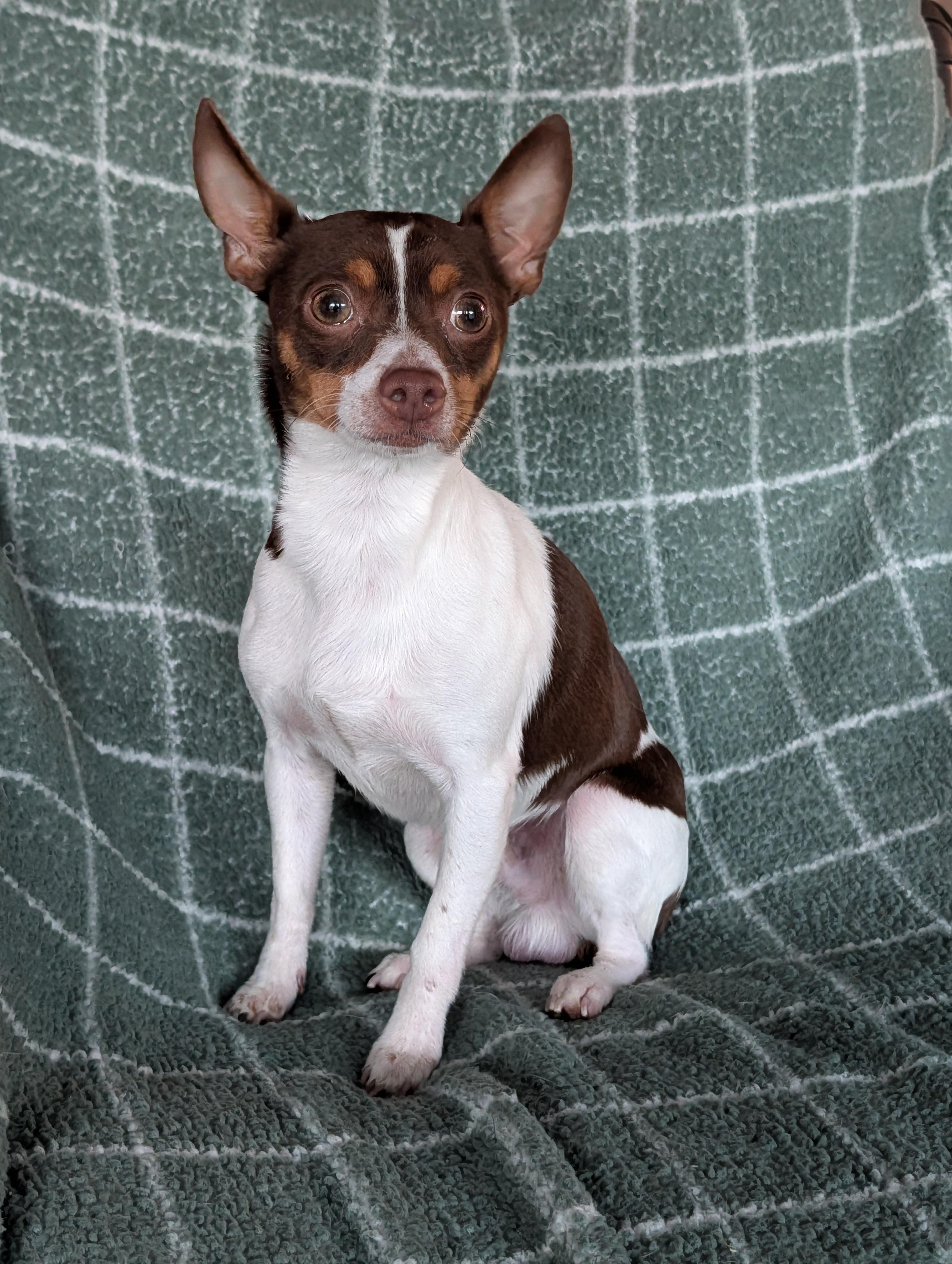 Scott, a Adoptable mixed breed in Baton Rouge, LA image 3/4
