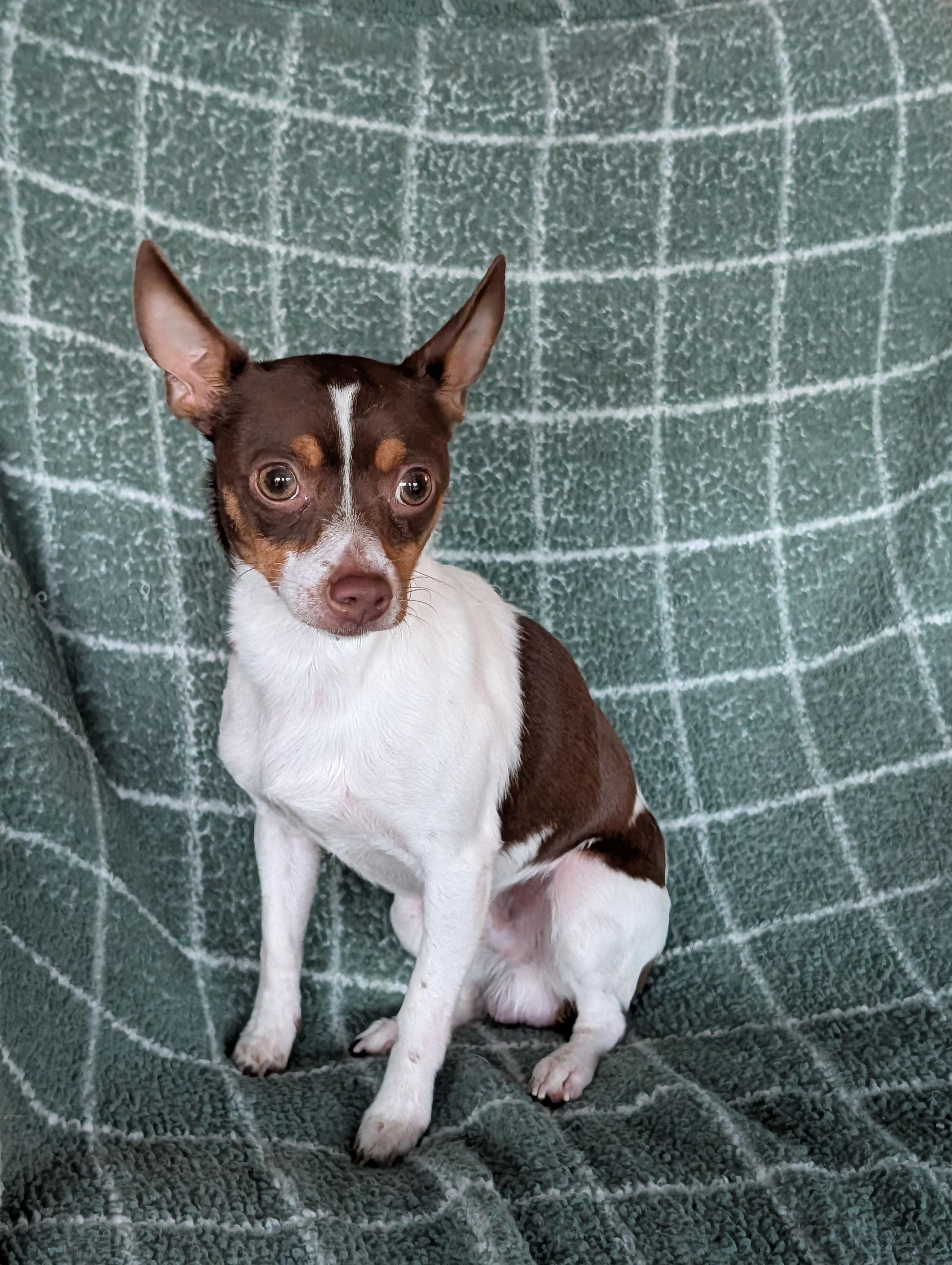 Scott, a Adoptable mixed breed in Baton Rouge, LA image 2/4