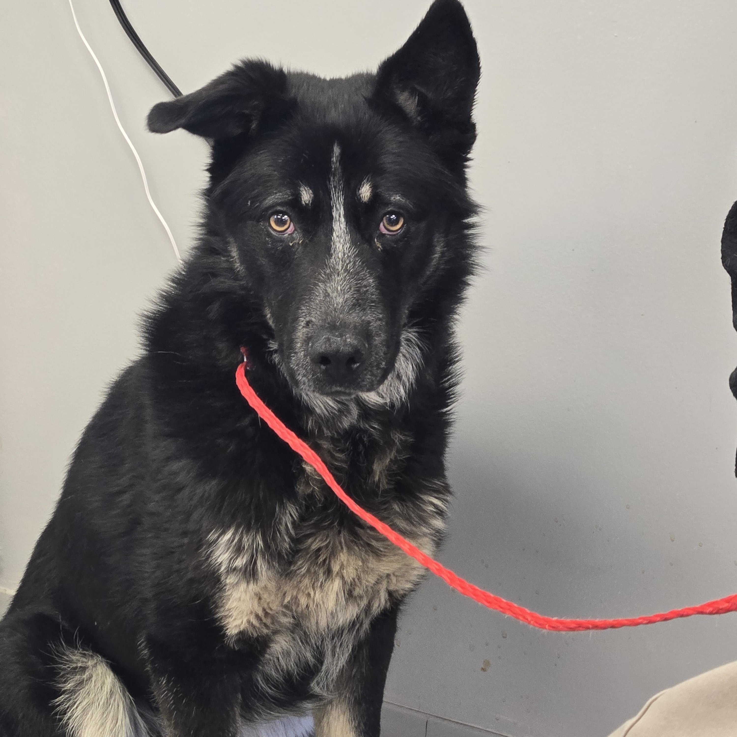 Varro, ADOPTABLE, Adult Male Shepherd.