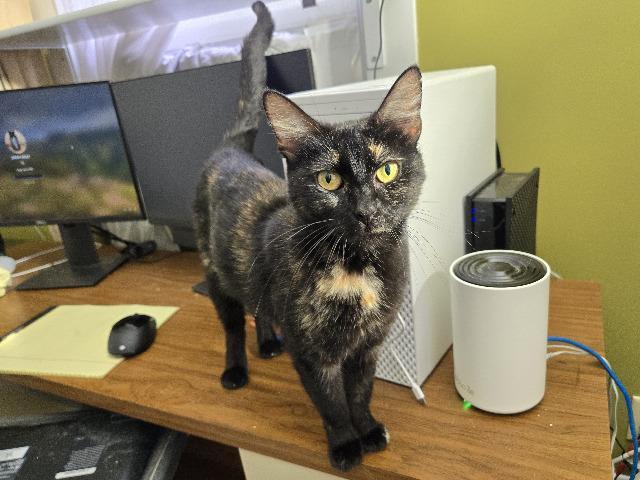 Glaceon, Adoptable, Adult Female Domestic Short Hair.