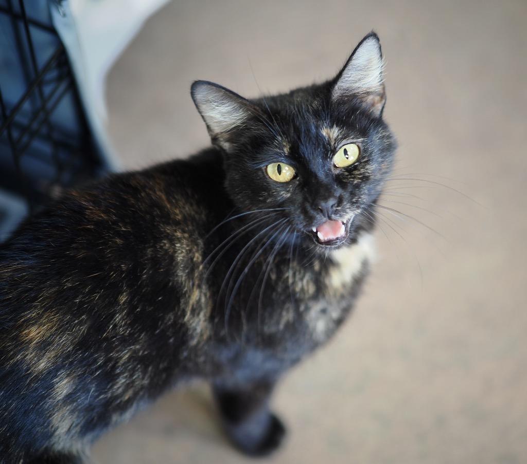 Enlarge Glaceon, a Adoptable mixed breed in Cincinnati, OH image 2/4