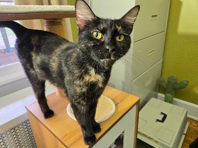 Enlarge Glaceon, a Adoptable mixed breed in Cincinnati, OH image 3/4