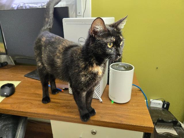 Enlarge Glaceon, a Adoptable mixed breed in Cincinnati, OH image 4/4