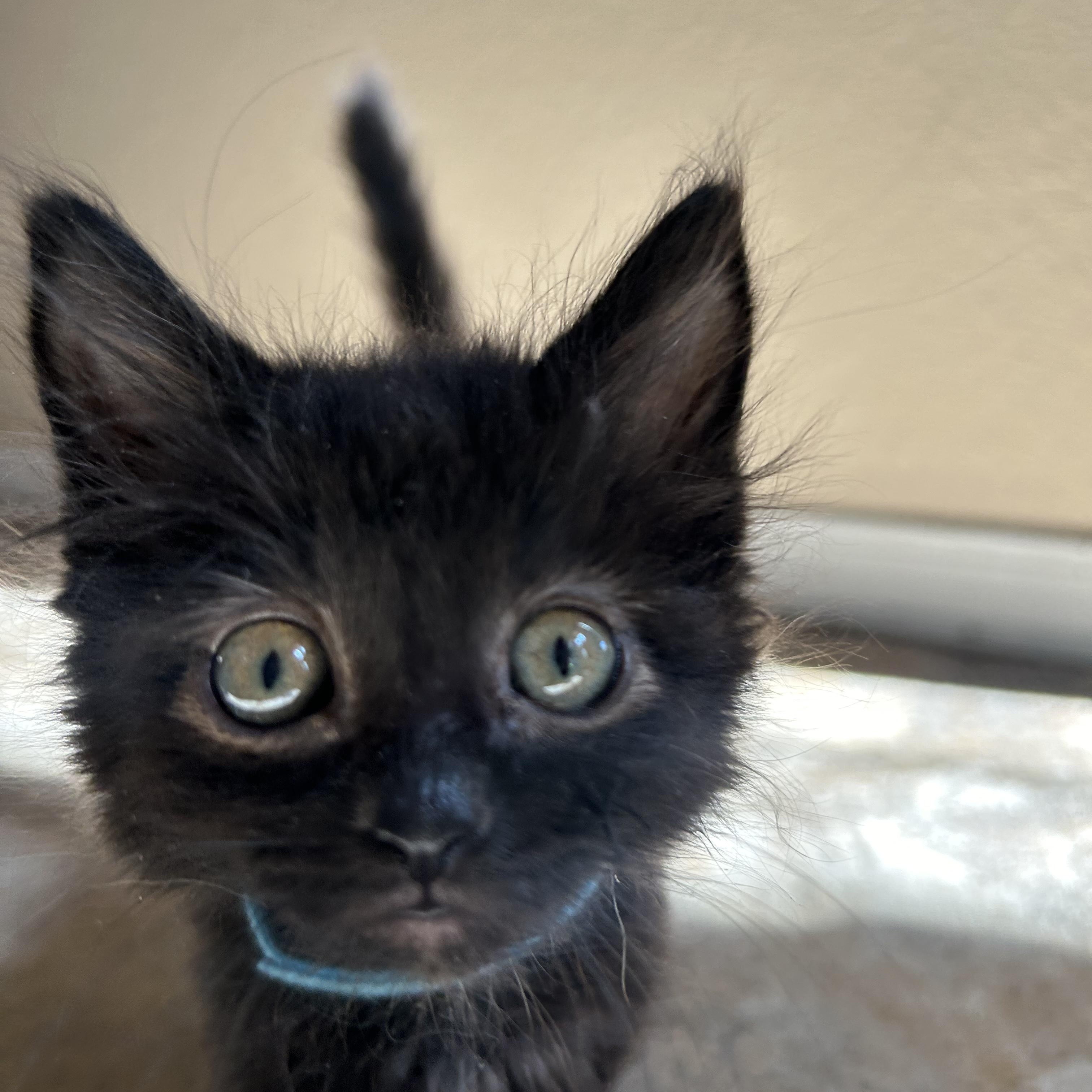 Atlas, an adopted mixed breed in Albuquerque, NM image 3/5