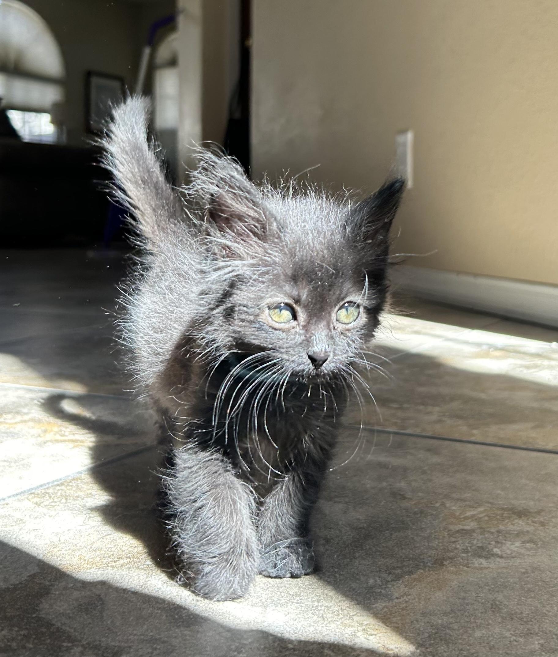 Atlas, an adopted mixed breed in Albuquerque, NM image 4/5