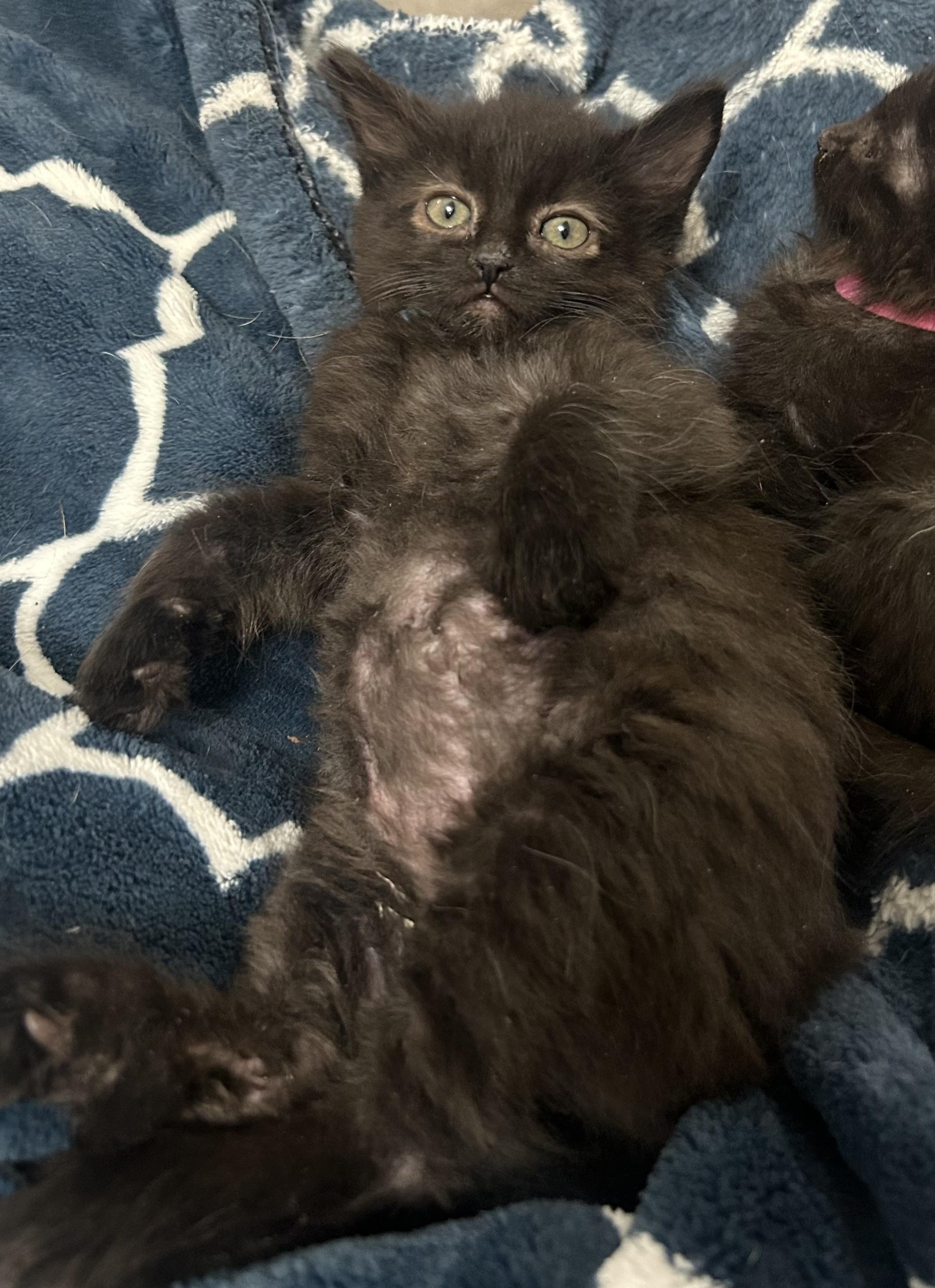 Atlas, an adopted mixed breed in Albuquerque, NM image 2/5