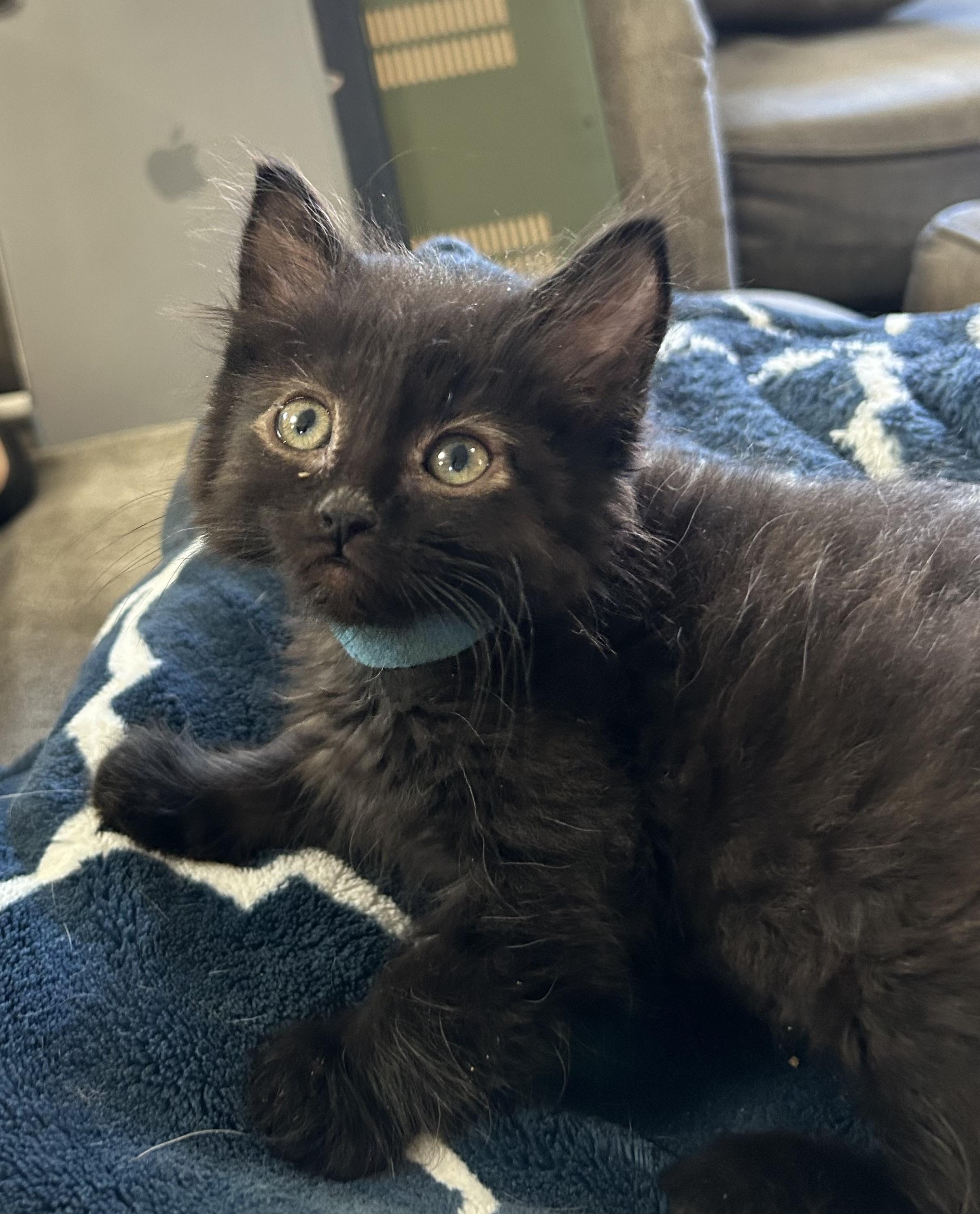 Atlas, adopted, Kitten Male Domestic Medium Hair.