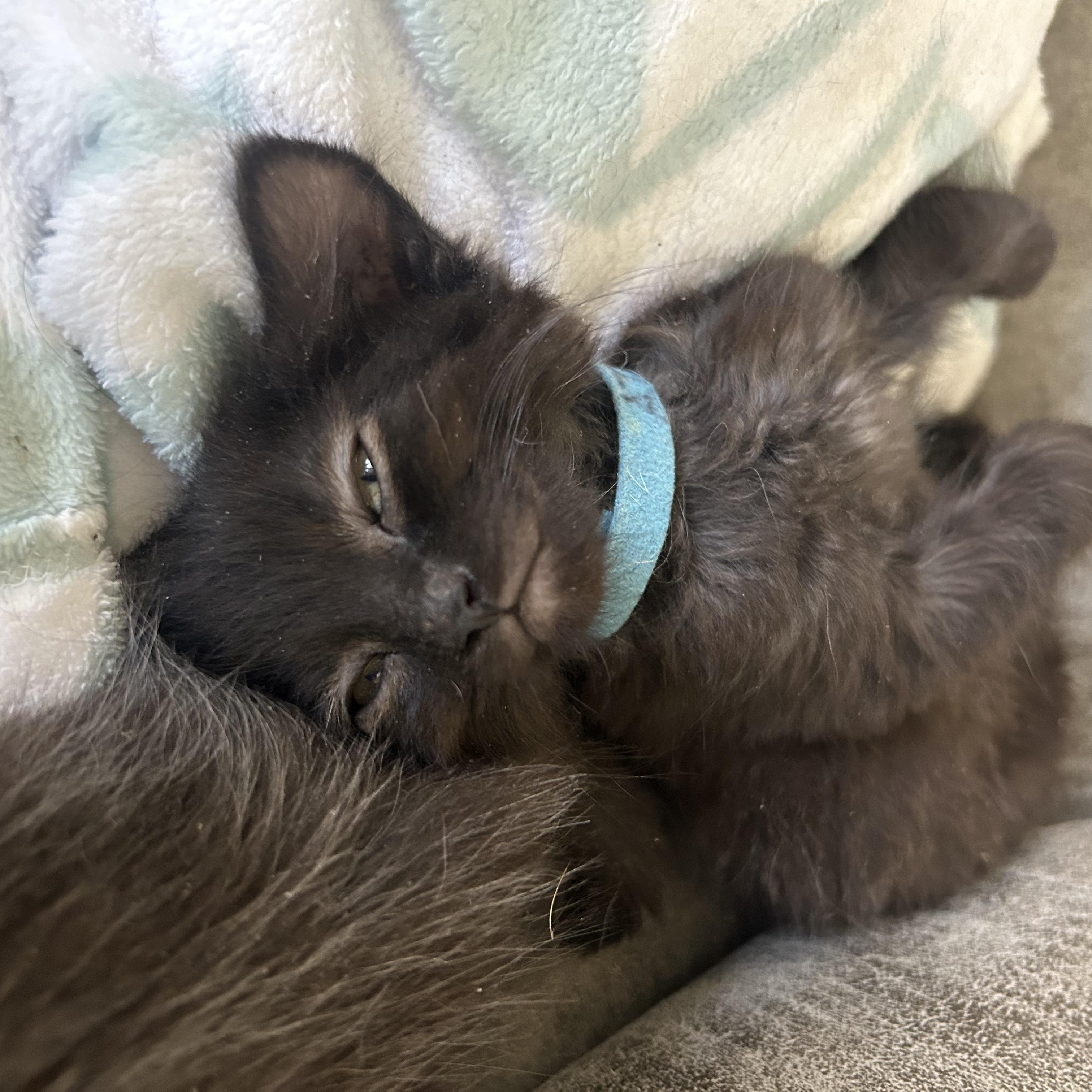 Atlas, an adopted mixed breed in Albuquerque, NM image 5/5