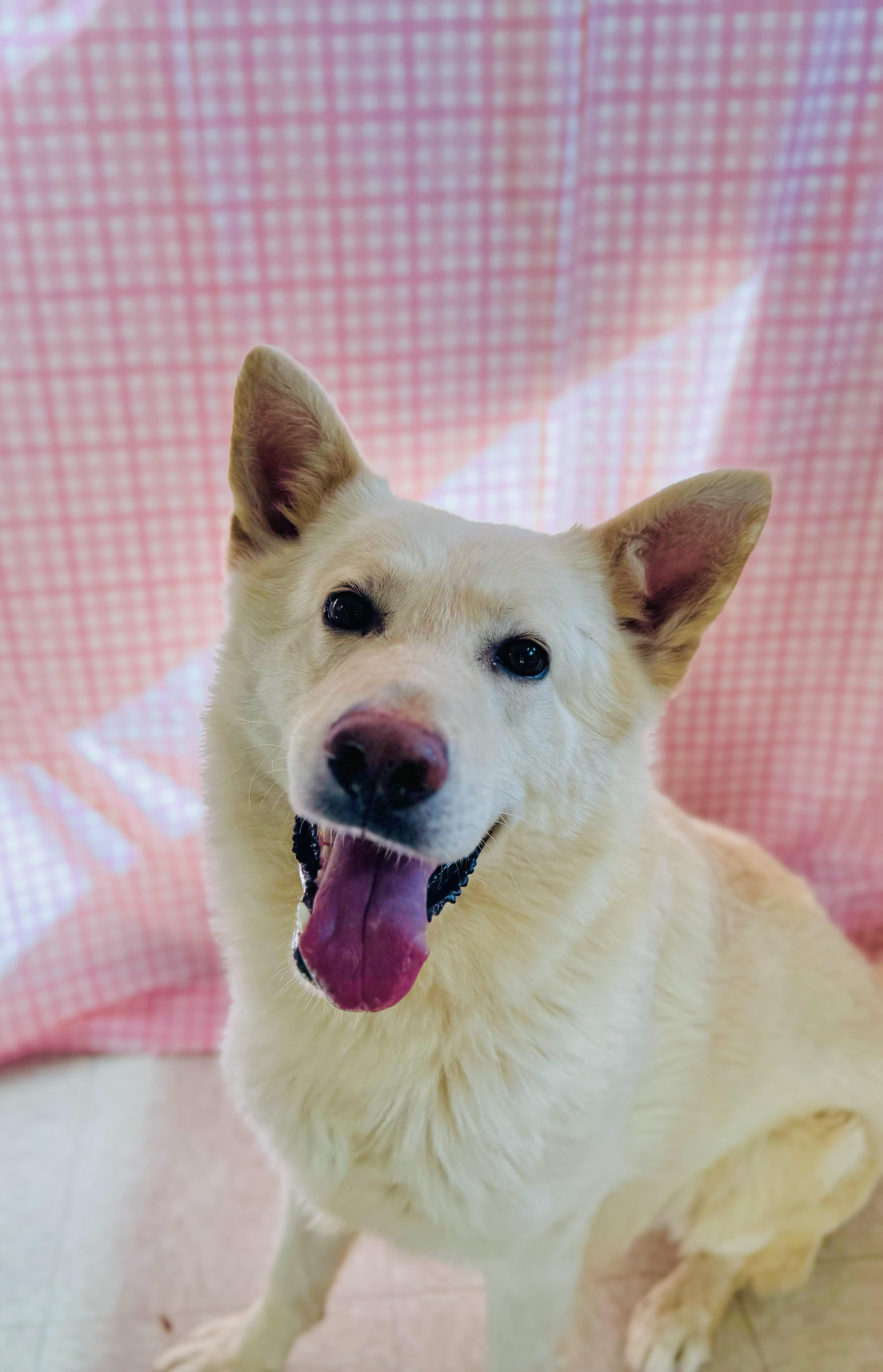Enlarge Carrot, a ADOPTABLE mixed breed in Chickasha, OK image 1/1