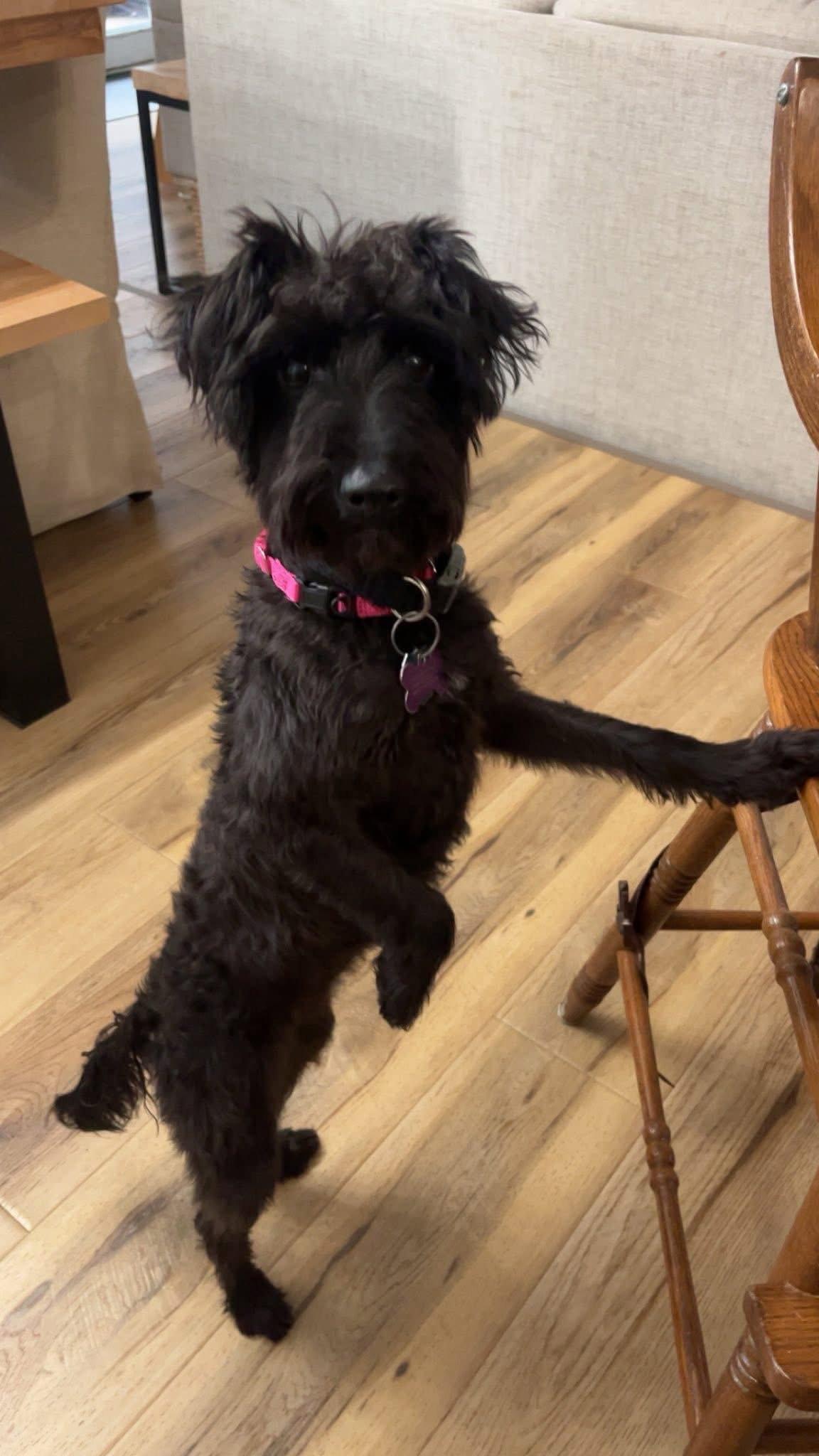 Enlarge Kendi, a Adoptable mixed breed in New London, WI image 2/2