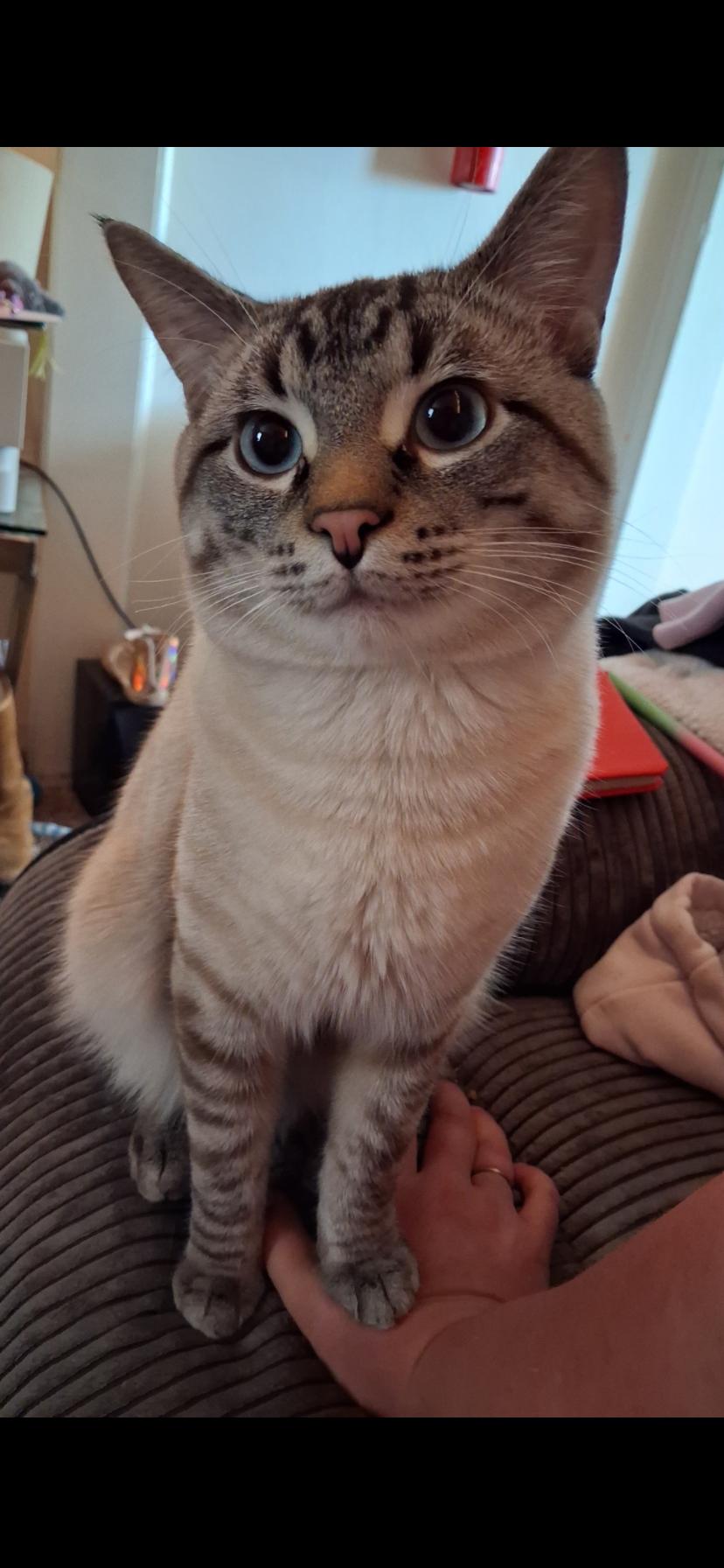 Benny Boy, Adoptable, Adult Male Siamese.