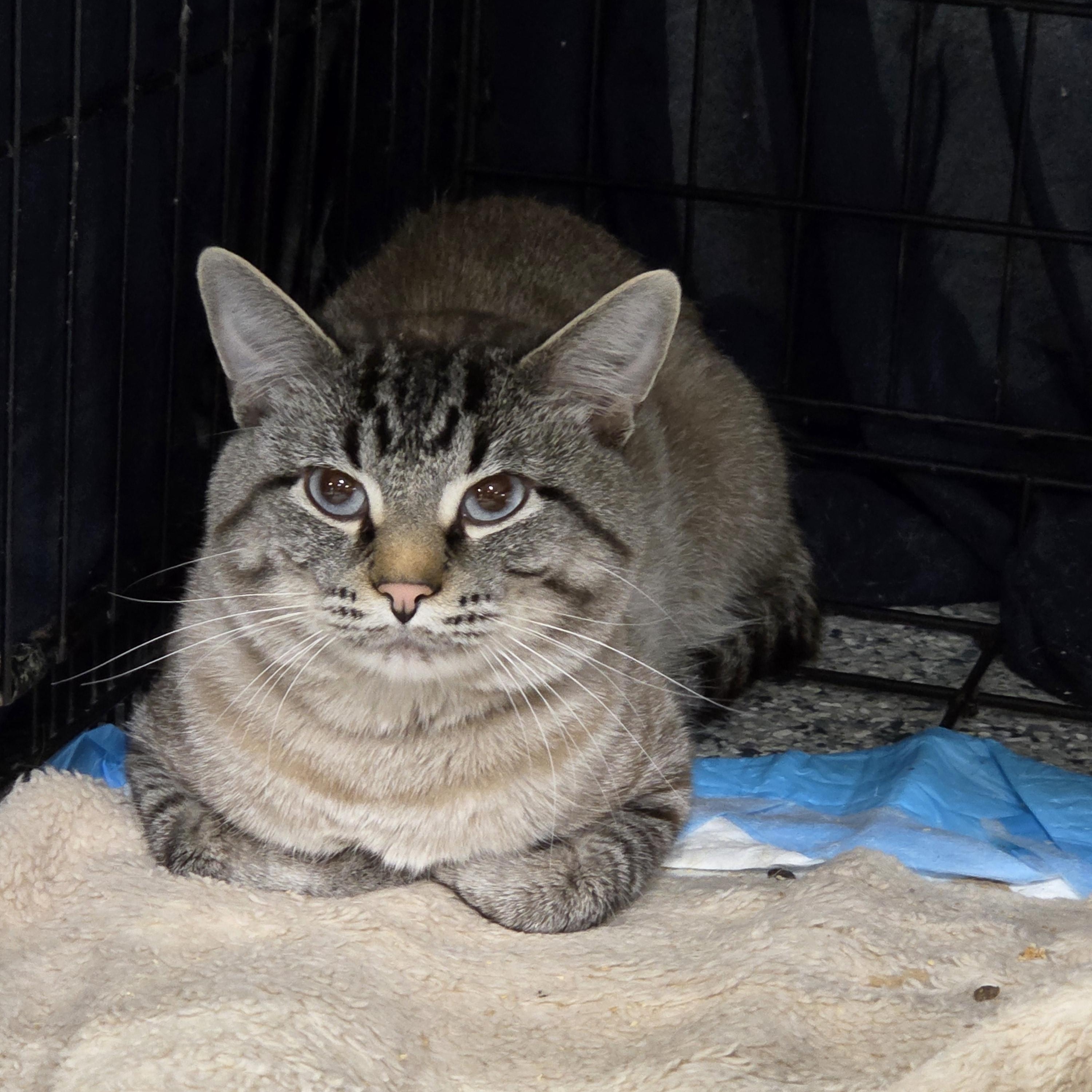 Enlarge Benny Boy, a Adoptable Siamese in Columbia, MO image 4/5
