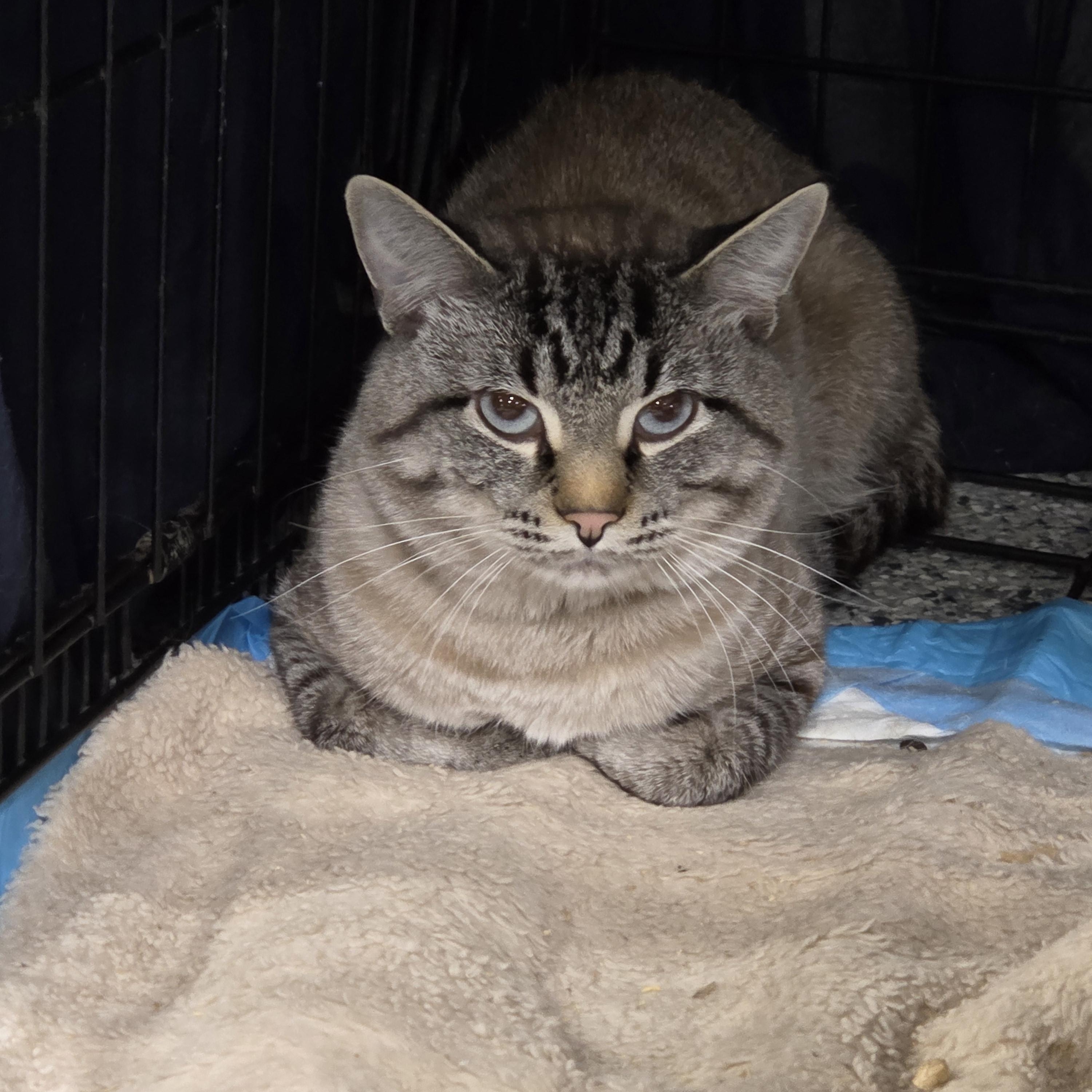 Enlarge Benny Boy, a Adoptable Siamese in Columbia, MO image 5/5