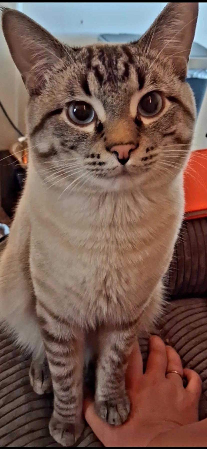 Enlarge Benny Boy, a Adoptable Siamese in Columbia, MO image 2/5