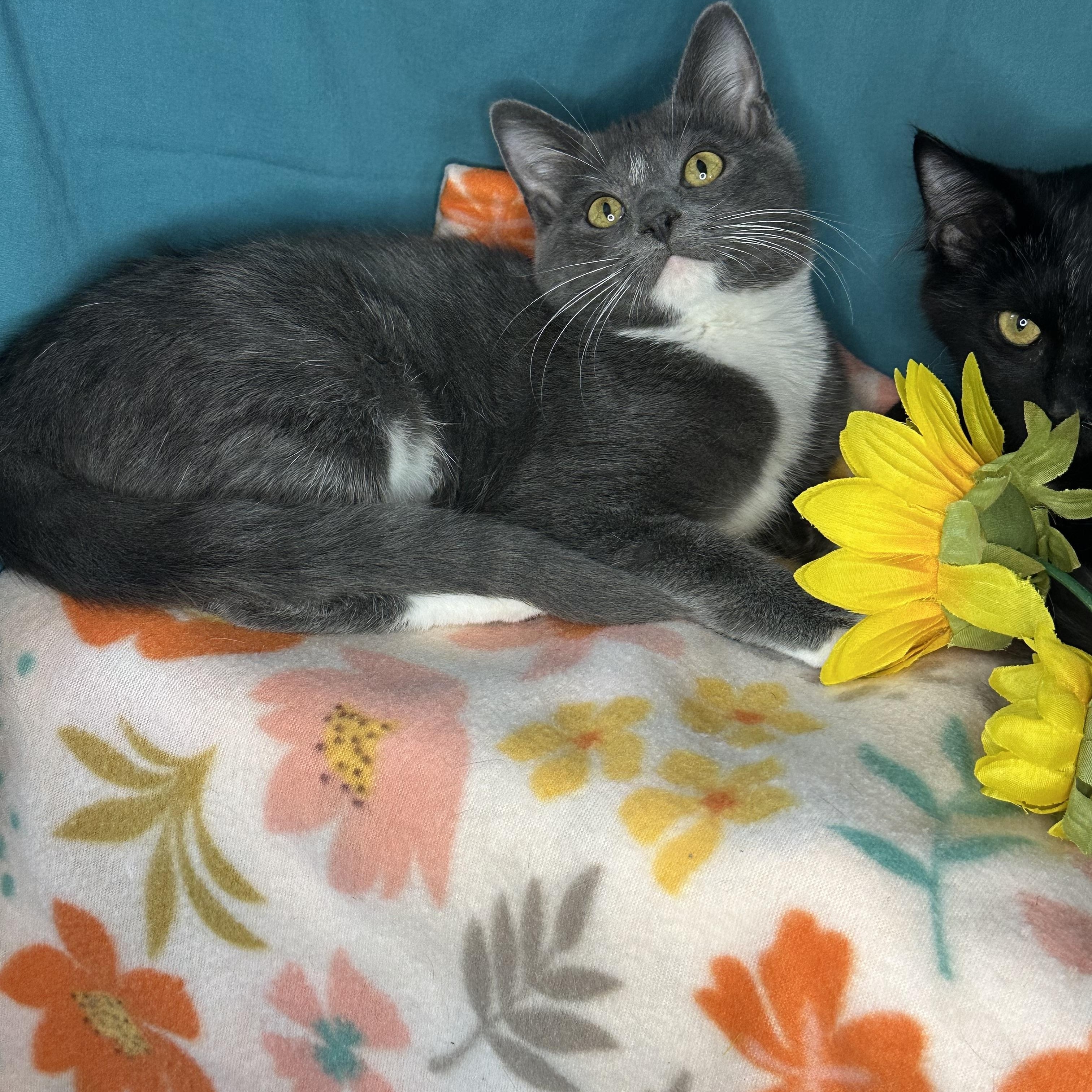 Enlarge Mindy & Mazy (Bonded Pair), a Adoptable mixed breed in Mount Vernon, IL image 5/6