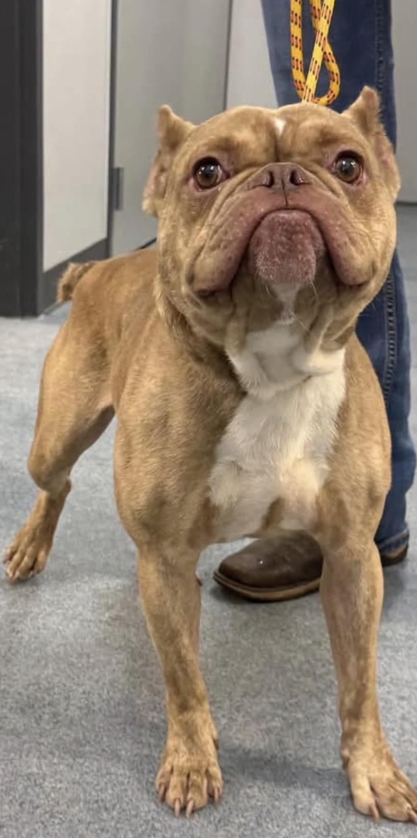 Enlarge Toad, a Adoptable mixed breed in Broken Arrow, OK image 1/1